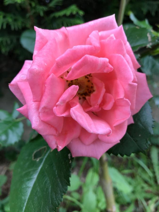 Gite De L'Homme Blanc Soizy-aux-Bois ภายนอก รูปภาพ