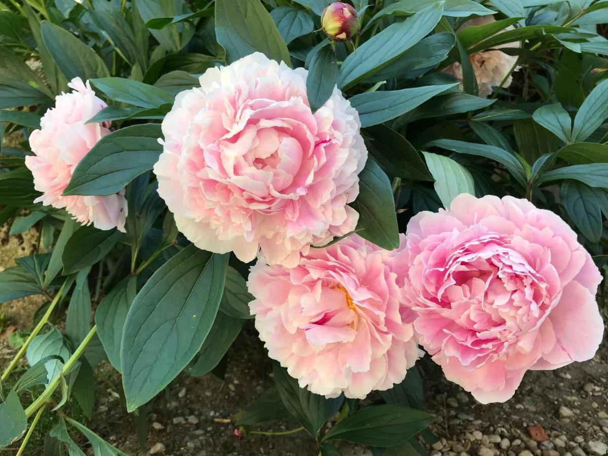 Gite De L'Homme Blanc Soizy-aux-Bois ภายนอก รูปภาพ